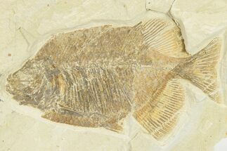 Fossil Fish (Phareodus) - Wyoming #207902