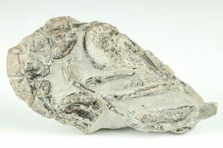 Fossil Lobster (Meyeria) - Cretaceous, Isle of Wight #206723