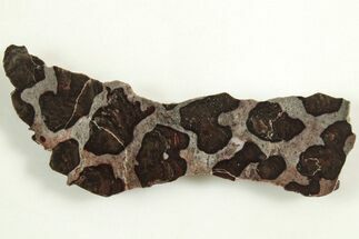 Polished Linella Avis Stromatolite Slice - Million Years #208084