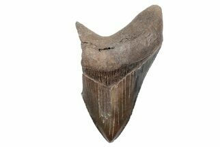 Partial Megalodon Tooth - Sharply Serrated Blade #207915