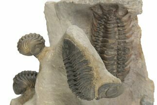 Crotalocephalus Trilobite With Three Reedops - Atchana, Morocco #210265