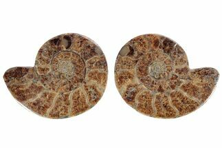 Cut Ammonite (Pachydiscus) Fossil With Honey Calcite Crystals #212390