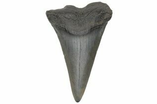 Fossil Shark Teeth For Sale