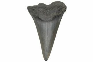 Fossil Broad-Toothed Mako Tooth - South Carolina #214586