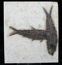 Double Knightia Fossil Fish Plate - Layer #13258