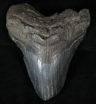 Beastly Megalodon Tooth - Very Heavy #13378
