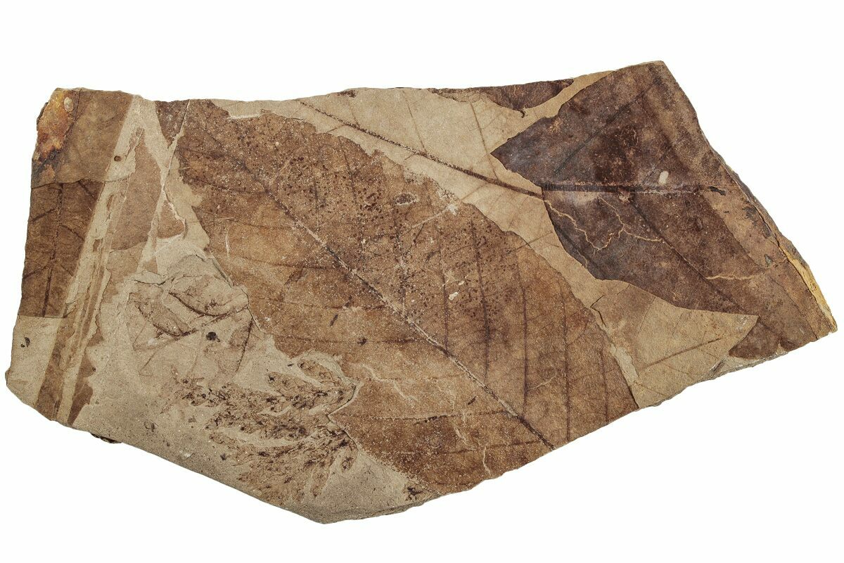 Fossil Leaf Alnus Mcabee Fossil Beds Bc For Sale