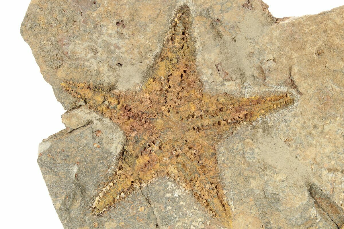 3 1 Ordovician Starfish Petraster Fossil Morocco 226692 For