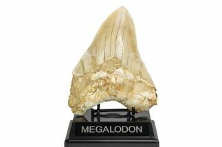 Serrated Fossil Megalodon Tooth - Repaired Cracks #226241