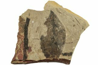 Fossil Leaf (Fagus sp) - McAbee, BC #226156