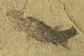 Carboniferous Fish (Gyrolepidotus) - Siberia #228880