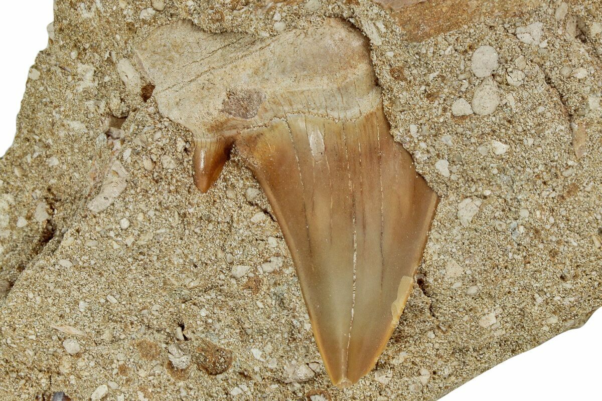 Otodus Shark Tooth Fossil In Rock Eocene For Sale