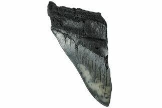 Partial Fossil Megalodon Tooth - Serrated Blade #226766