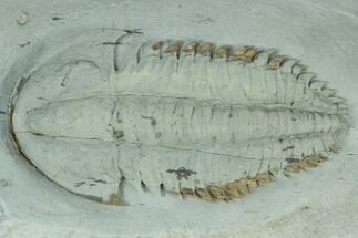 Lower Cambrian Trilobite (Longianda) - Issafen, Morocco #234553