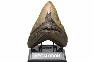 Huge, Fossil Megalodon Tooth - North Carolina #235127