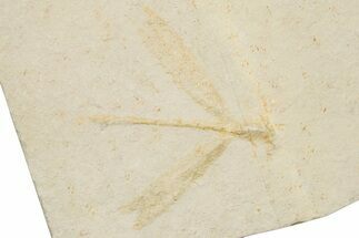 Jurassic-Aged Fossil Dragonfly - Solnhofen Limestone #235800
