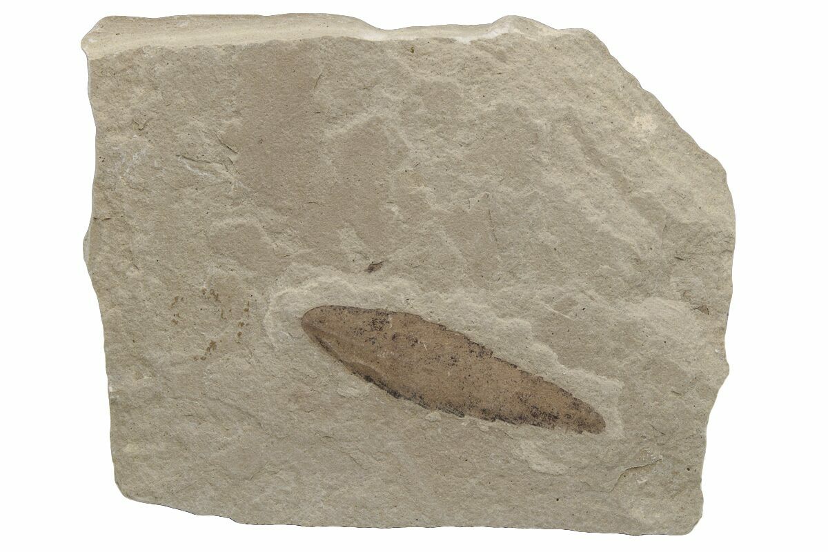 1 05 Fossil Leaf Green River Formation Utah 237537 For Sale