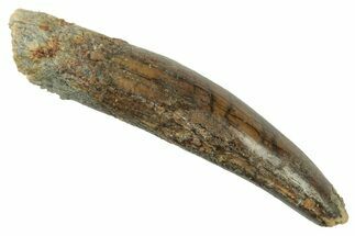 Fossil Sauropod Dinosaur (Rebbachisaurus) Tooth - Morocco #238723