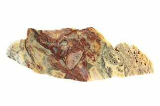 Polished Crazy Lace Agate Section - Australia #240057