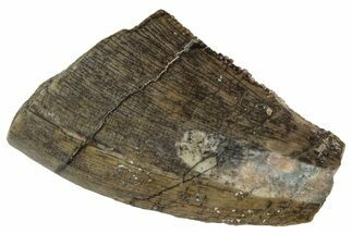 Partial Megalosaurid Dinosaur (Afrovenator) Tooth - Niger #241148