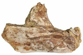 Hadrosaur (Edmontosaurus) Partial Scapula in Sandstone - Wyoming #240845
