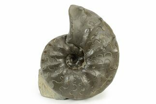 Triassic Ammonite (Ceratites sublaevigatus) Fossil - Germany #242198