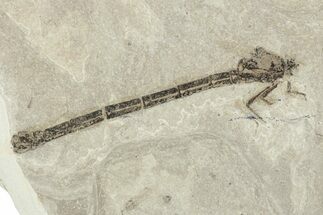 Dragonfly (Odonata) Fossil - Green River Formation, Utah #242786