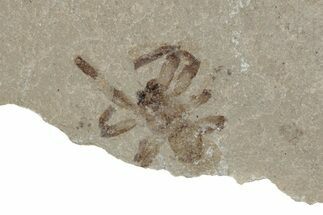 Detailed Fossil Spider & Crane Fly - Green River Formation, Utah #242799