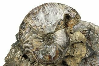 Cretaceous Ammonite (Craspedodiscus) Fossil #243284