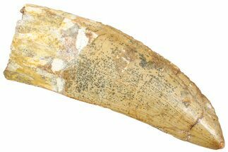 Serrated, Carcharodontosaurus Tooth - Huge Dinosaur Tooth #245450