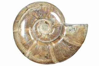 Polished Ammonite (Argonauticeras) Fossil - Iridescent Shell #246205