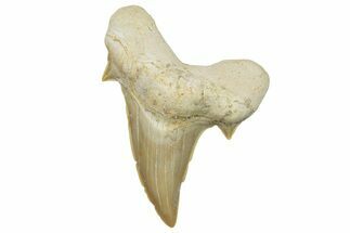 Fossil Shark Tooth (Otodus) - Morocco #248018