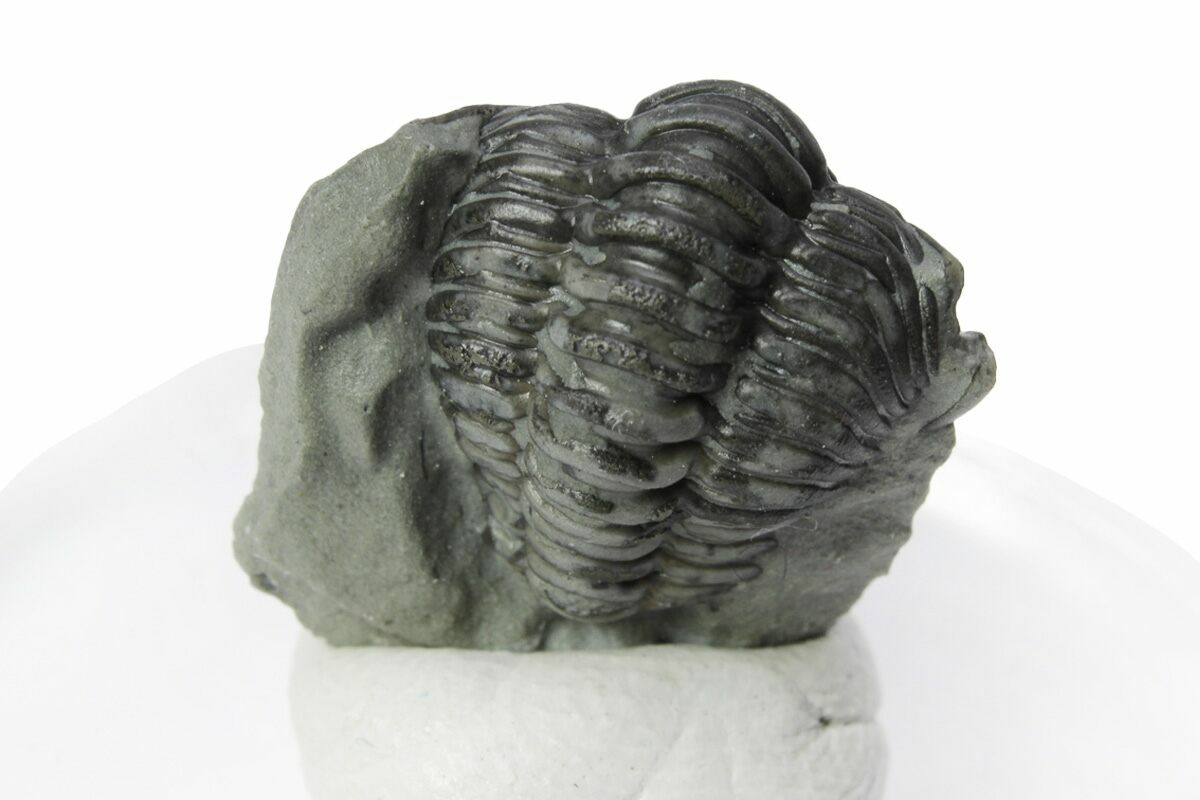 51 Partially Enrolled Flexicalymene Trilobite Mt Orab Ohio