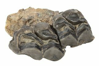 Fossil Eocene Mammal (Plagiolophus) Jaw Section - France #248667