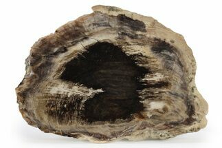 Polished, Petrified Wood (Metasequoia) Slab - Oregon #248733