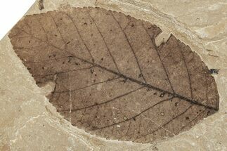 Fossil Plant (Betula leopoldae) Plate - McAbee, BC #248785
