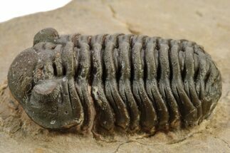 Phacopid (Acastoides) Trilobite - Foum Zguid, Morocco #251194