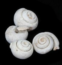 / Gastropod (Sea Snail) Fossils - Morocco #251199