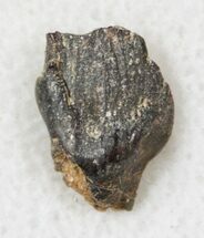 Large Ankylosaurus Tooth - Montana #14851