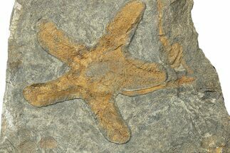 Feathery Starfish Fossil With Carpoid - Kaid Rami, Morocco #252152