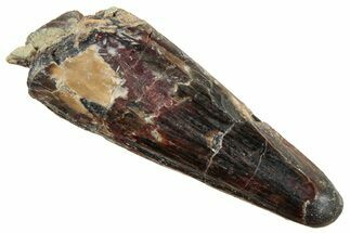 Fossil Spinosaurus Tooth - Dekkar Formation, Morocco #252276