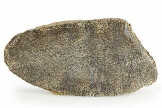 Polished Dinosaur Bone Slab - Boulahfa, Morocco #252594