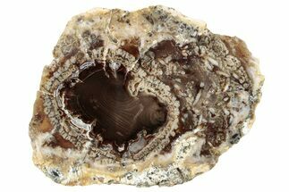 Stromatolite Covered Petrified Conifer Slab - Nevada #252839