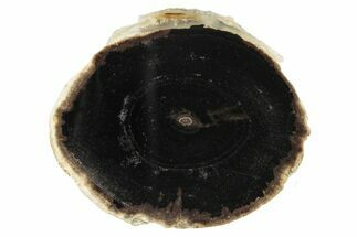 Petrified Wood (Schinoxylon) Round - Blue Forest, Wyoming #252852