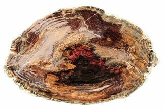 Polished Petrified Wood (Juniper) Round - Nevada #253032