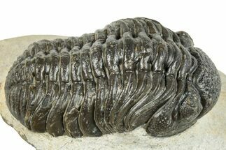 Morocops Trilobite - Visible Eye Facets #251023