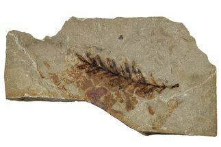 Fossil Conifer (Metasequoia) Plate - McAbee, BC #253955