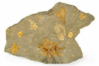 Plate Of Starfish, Edrioasteroids, Crinoid & Trilobite - Pos/Neg #254040