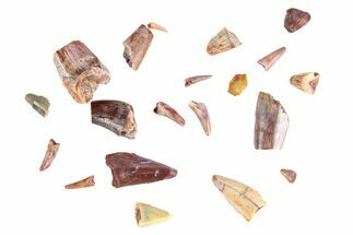 Clearance Lot: Triassic Reptile Teeth From New Mexico - pieces #216501