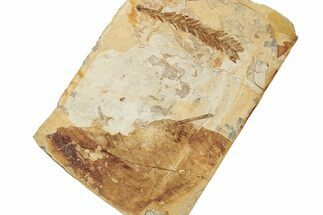 Leaf Fossil Plate - McAbee, BC #255533